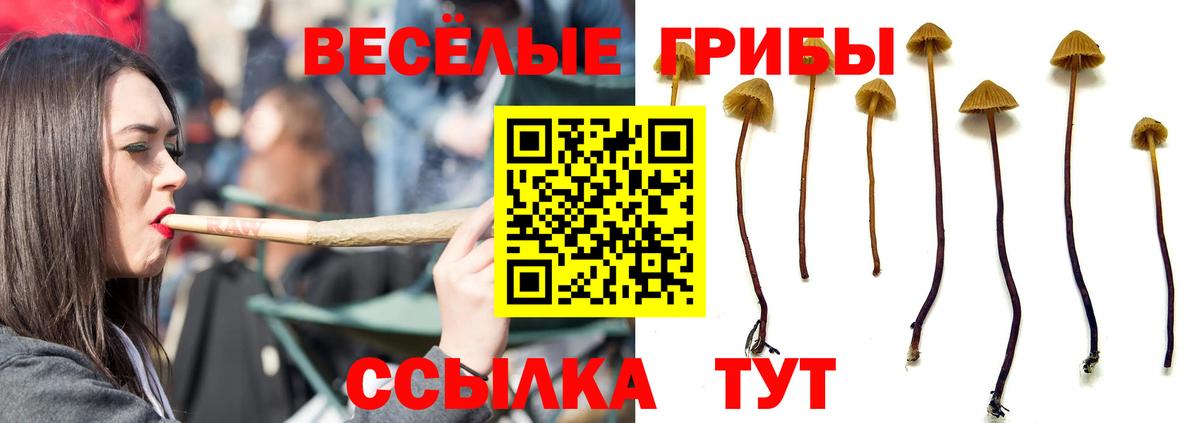 Псилоцибиновые грибы Psilocybe Подольск